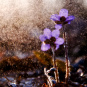 morepic-1